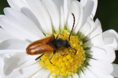 <i>Pseudovadonia livida</i>