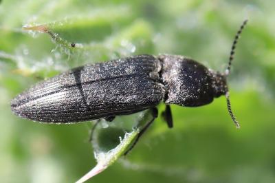 <i>Cidnopus pilosus</i>