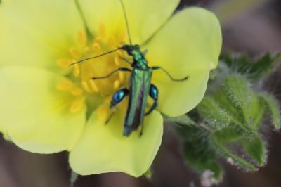 <i>Oedemera nobilis</i>