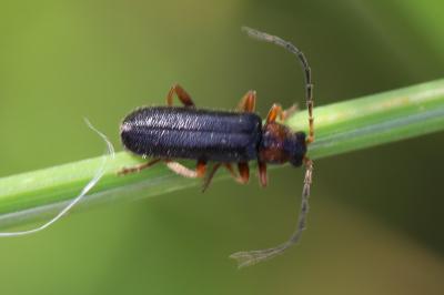 <i>Cantharis flavilabris</i>