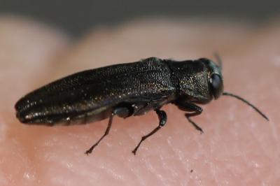 <i>Agrilus</i>