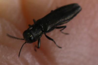 <i>Agrilus</i>