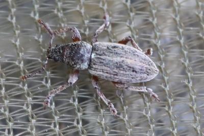 <i>Polydrusus marginatus</i>