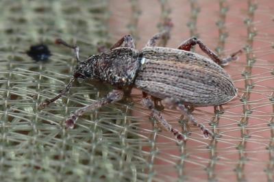 <i>Polydrusus marginatus</i>