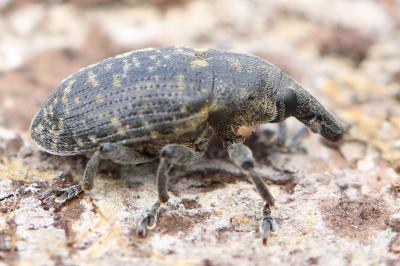 <i>Larinus turbinatus</i>