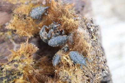 <i>Larinus turbinatus</i>