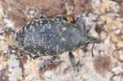 <i>Larinus turbinatus</i>