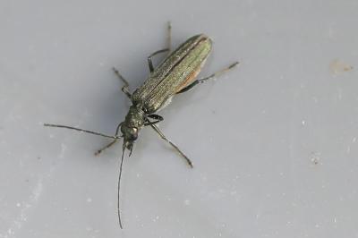 <i>Oedemera</i>