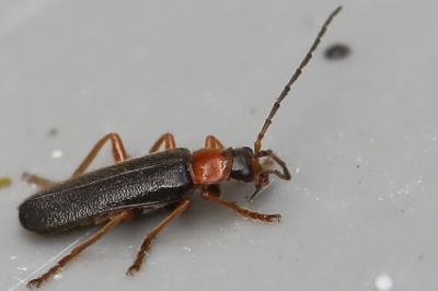 <i>Cantharis flavilabris</i>