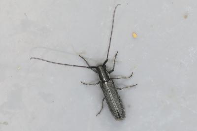<i>Agapanthia</i>