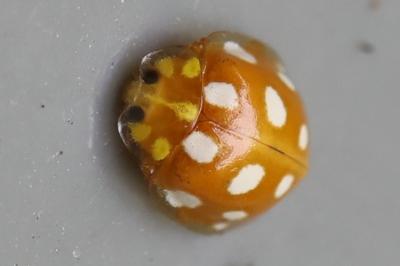 <i>Halyzia sedecimguttata</i>
