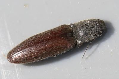 <i>Athous haemorrhoidalis</i>