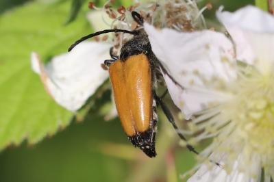<i>Stictoleptura fulva</i>