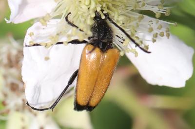 <i>Stictoleptura fulva</i>