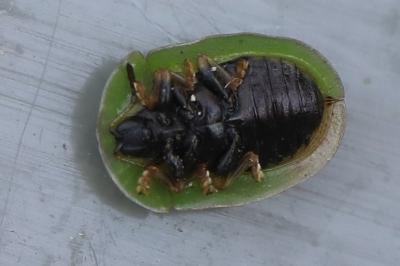 <i>Cassida rubiginosa</i>