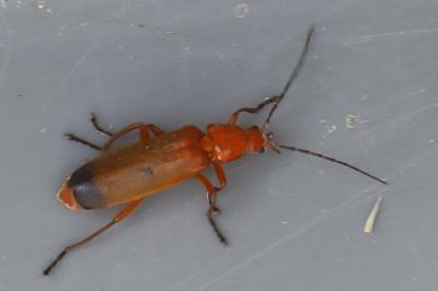 <i>Rhagonycha fulva</i>