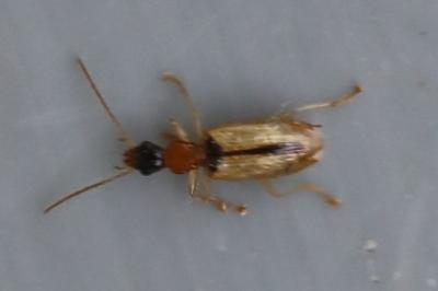 <i>Demetrias atricapillus</i>