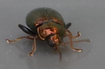 <i>Crepidodera aurea</i>