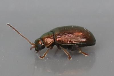 <i>Crepidodera aurea</i>