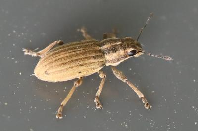 <i>Sitona</i>