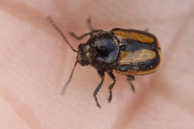 <i>Cryptocephalus vittatus</i>