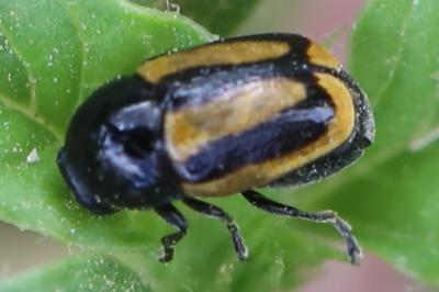 <i>Cryptocephalus vittatus</i>