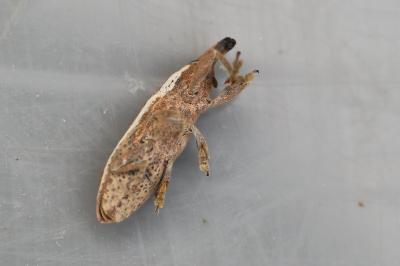 <i>Lixus ochraceus</i>