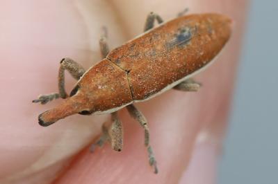 <i>Lixus ochraceus</i>