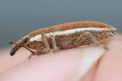 <i>Lixus ochraceus</i>