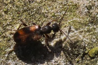 <i>Anthicus antherinus</i>
