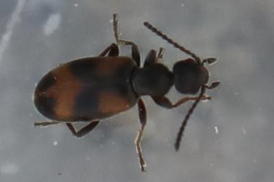 <i>Anthicus antherinus</i>