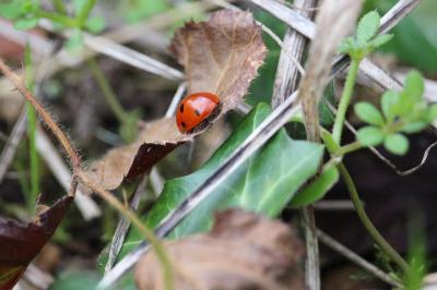<i>Coccinella septempunctata</i>