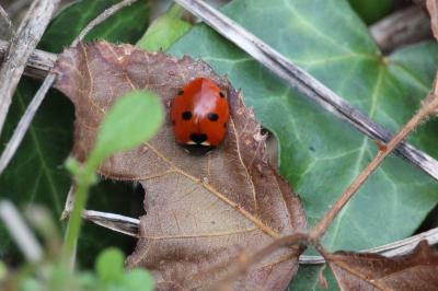 <i>Coccinella septempunctata</i>