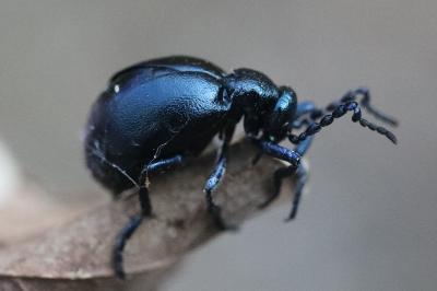 <i>Meloe violaceus</i>