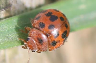 <i>Subcoccinella vigintiquatuorpunctata</i>