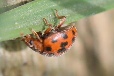<i>Subcoccinella vigintiquatuorpunctata</i>