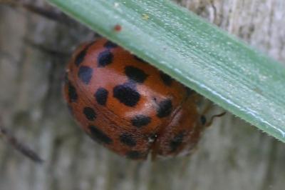 <i>Subcoccinella vigintiquatuorpunctata</i>