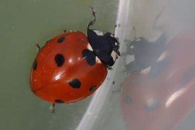 <i>Coccinella septempunctata</i>
