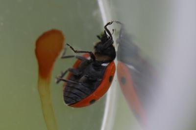 <i>Coccinella septempunctata</i>