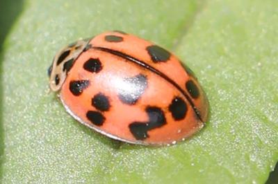 <i>Oenopia conglobata</i>