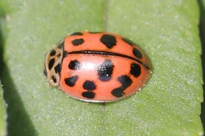 <i>Oenopia conglobata</i>