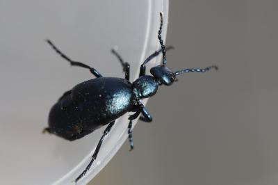 <i>Meloe violaceus</i>