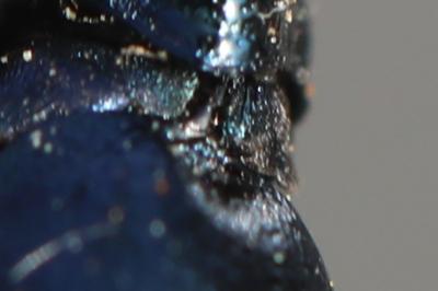 <i>Meloe violaceus</i>