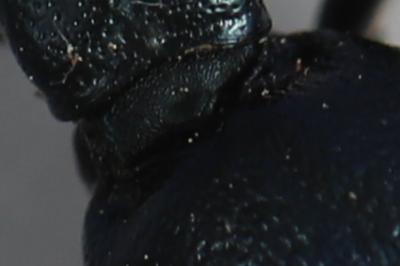 <i>Meloe violaceus</i>