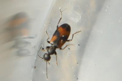 <i>Anthicus antherinus</i>