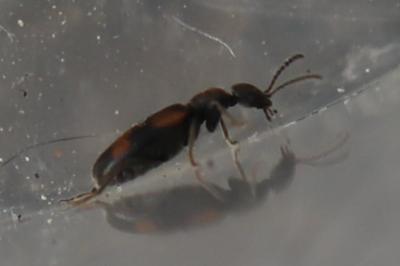 <i>Anthicus antherinus</i>