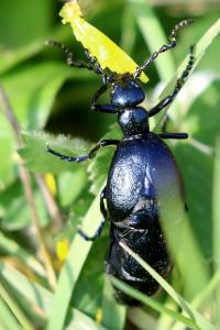 <i>Meloe violaceus</i>