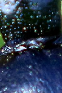 <i>Meloe violaceus</i>