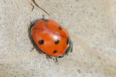 <i>Coccinella septempunctata</i>