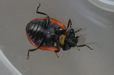 <i>Coccinella septempunctata</i>